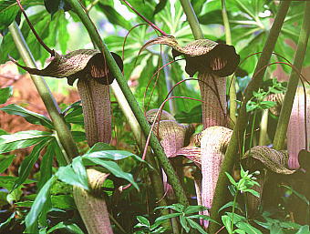 Arisaema thunbergii subsp. urashima@EV}\E