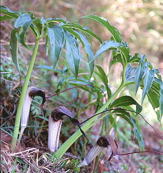 Arisaema thunbergii subsp. urashima EV}\E