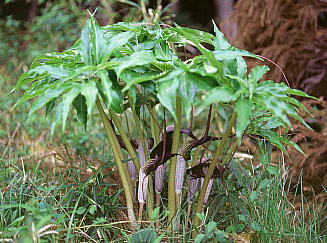 Arisaema thunbergii ssp. urashima@EV}\E