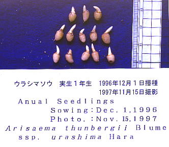 Arisaema thunbergii subsp. urashima EV}\E PN