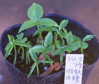 EV}\E QN Arisaema thunbergii subsp. urashima