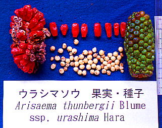 Arisaema thunbergii subsp. urashima EV}\E qEʎ