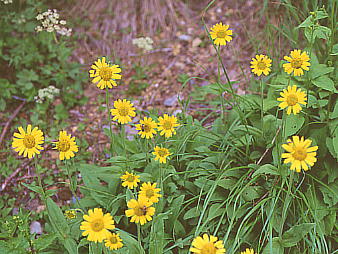 Arnica unalascensis var. tschonoskyi ETMMN