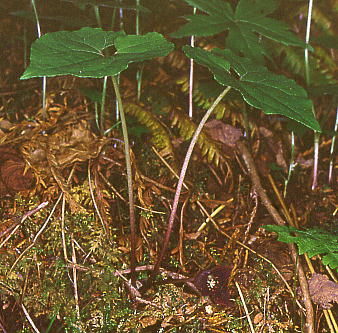 Asiasarum sieboldii EXoTCV