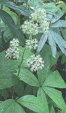 Rodgersia podophylla O}\E