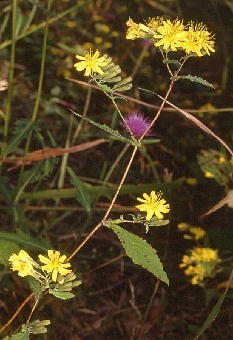 Youngia denticulata NV\E