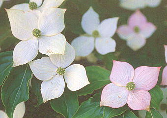 Benthamidia japonica ( syn. Cornus kousa ) }{EV