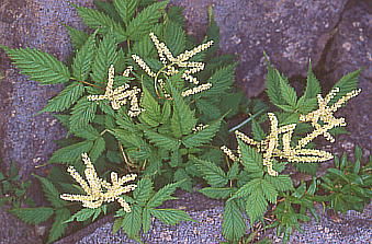 Aruncus dioicus var. tenuifolius }uLVE}