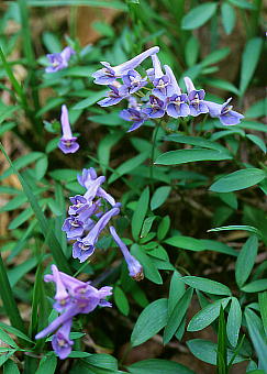 Corydalis lineariloba }GSTN