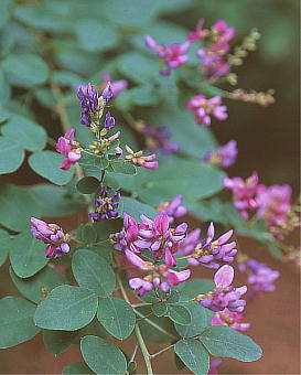 Lespedeza bicolor }nM