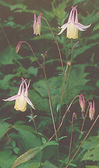 Aquilegia buergeriana }I_}L