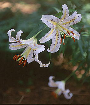 Lilium auratum }