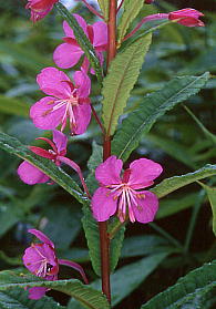 Epilobium angustifolium iM