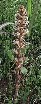 Orobanche minor Sutton ZEc{