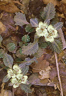 Chrysosplenium macrostemon var. atrandrum SlRm