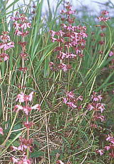 Pedicularis chamissonis var. japonica coVIK}