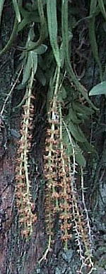 Oberonia japonica (Maxim.) Makino ヨウラクラン