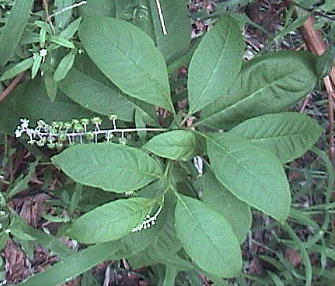 Phytolacca americana EV}S{E