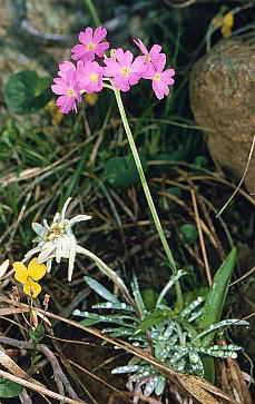 Primula modesta, Leontopodium fauriei var. angustifolium, L\E, z\oqiEXL\E