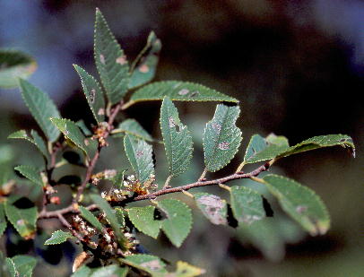 Ulmus parvifolia ALj 