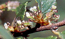 Ulmus parvifolia ALj 
