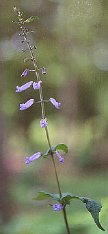 Rabdosia longituba アキチョウジ