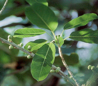 Ficus superba var. japonica ARE ԔX