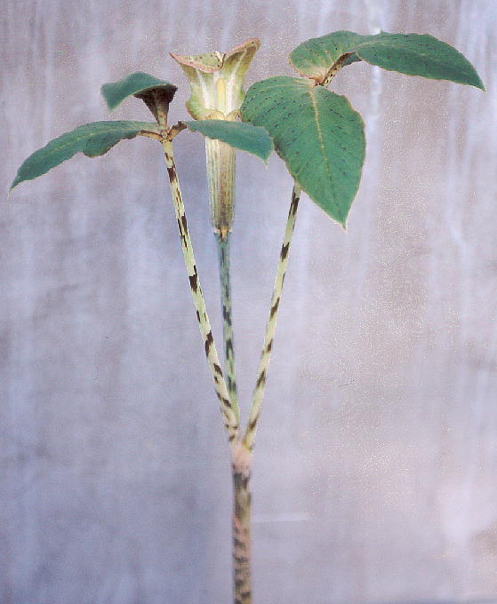 Arisaema wattii ATG}EbeB[