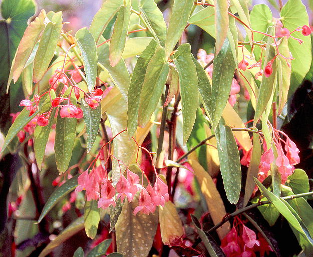 Begonia albo-picta var. rosea xSjAEA{sN^ var. [A 