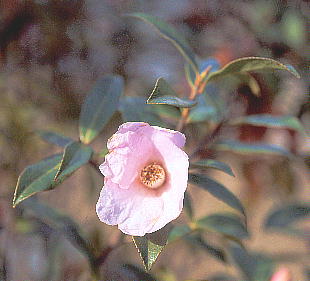 Camellia saluenensis TEBcoL 