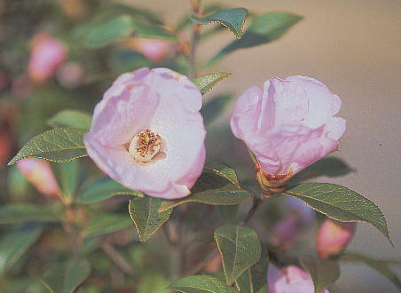 Camellia saluenensis TEBcoL 