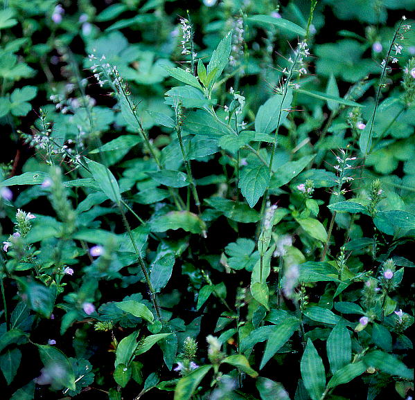 Oplismenus undulatifolius var. japonicus `a~UT