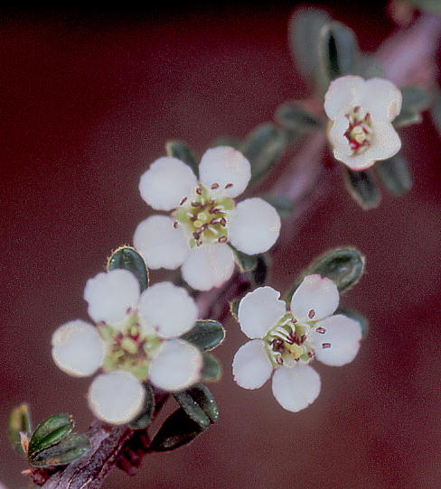 Cotoneaster microphyllus RglAX^[E~NtBX 