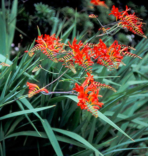 Crocosmia X crocosmiiflora cv. Lucifer NRX~A hVt@[h