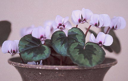 Cyclamen coum VNERE