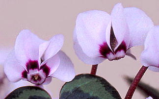 Cyclamen coum VNERE