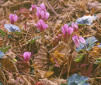 Cyclamen hederifolium VNEwftHE