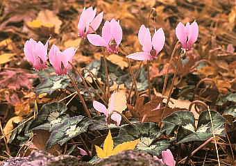 Cyclamen hederifolium VNEwftHE