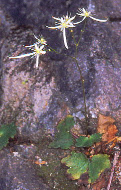 Saxifraga fortunei var. incisolobata _CW\E