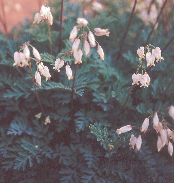 Dicentra oregana fBZgEIKi 