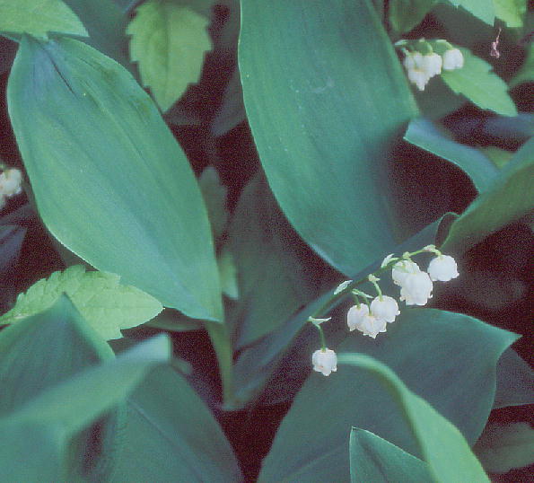 Convallaria majalis hCcXY 