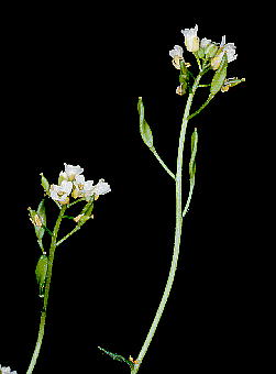 Draba dorneri hoEhl ԁEʎ