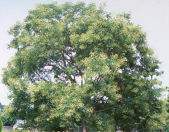 Sophora japonica GW