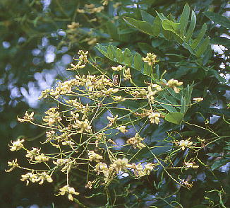 Sophora japonica GW