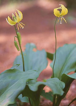 Erythronium Pagoda GXjEEpS_