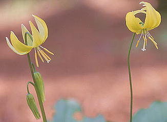 Erythronium Pagoda GXjEEpS_