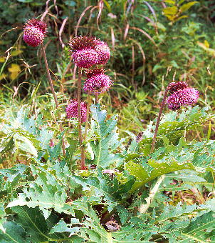 Cirsium purpuratum tWAU~