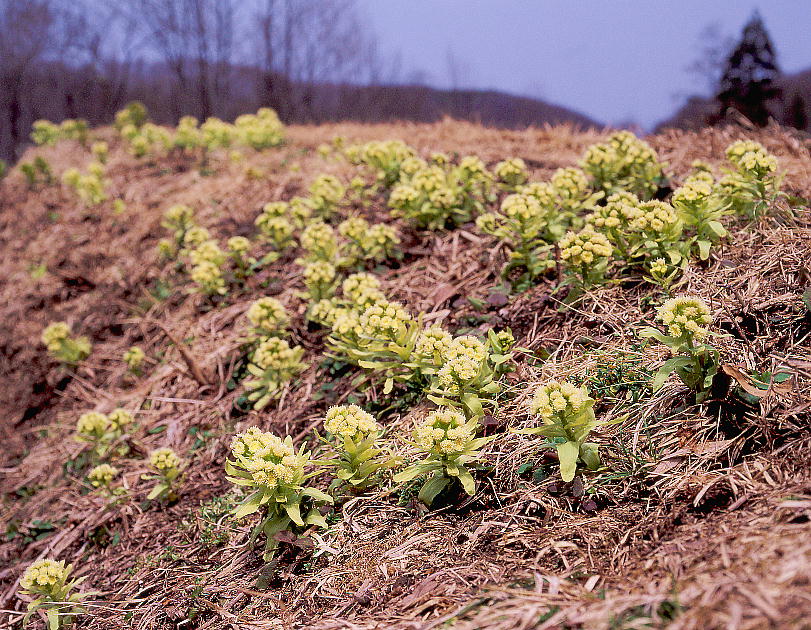 Petasites japonicus tL