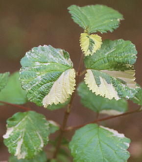 Viburnum dilatatum Variegated form K}Y~ 