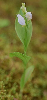 Cephalanthera erecta M